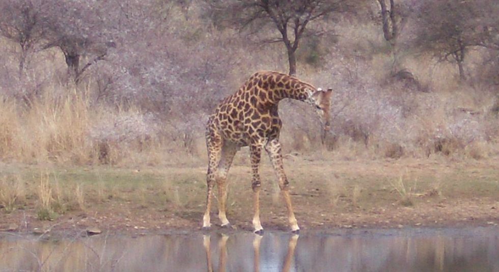 Mokolodi Nature Reserve, Near Gaborone, Botswana